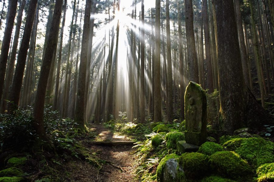 Forest Bathing: 'Shinrin-Yoku' Guide | InsideJapan Tours