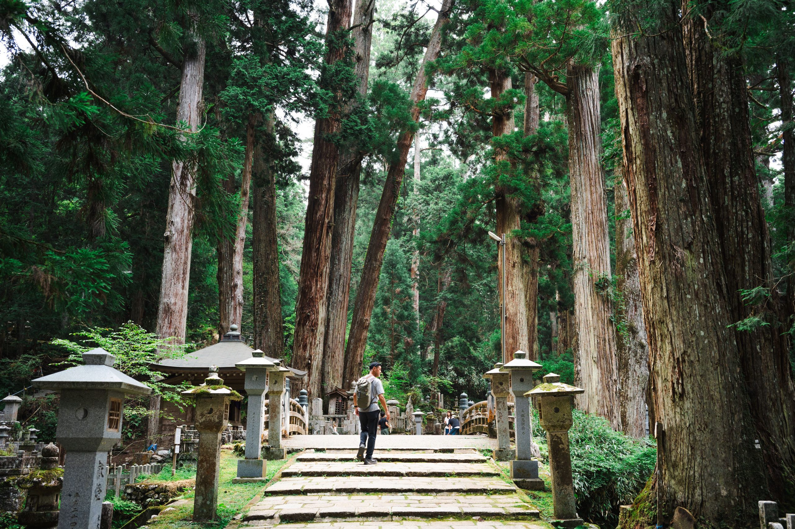 Forest Bathing in Japan: The Art of Shinrin-yoku| Walk Into Luxury